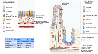 From bench to bedside: an interdisciplinary journey through the gut-lung axis with insights into lung cancer and immunotherapy